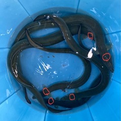 球磨川天然ウナギ