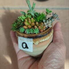 小さい鉢植え多肉植物の画像
