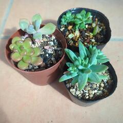 小さい鉢植え多肉植物の画像