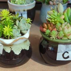 小さい鉢植え多肉植物の画像