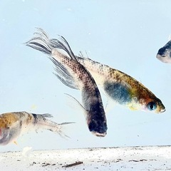 和墨三色　メダカの画像