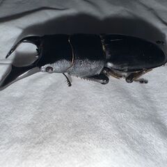 ②アマミヒラタクワガタ（奄美大島名瀬産）オス単 新成虫 65ｍｍの画像