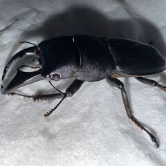 ③アマミヒラタクワガタ（奄美大島名瀬産）オス単 新成虫 58ｍｍの画像