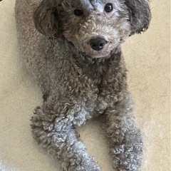 とっても愛情に飢えてる甘ったれシルバちゃん