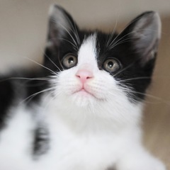 《リオル》甘えん坊のハチワレ