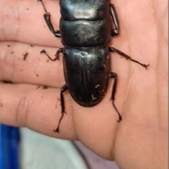 国産天然カブトムシ　クワガタ
