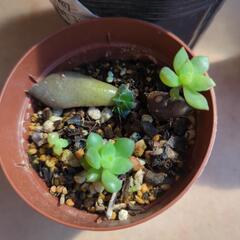 多肉植物葉挿し５ポットの画像