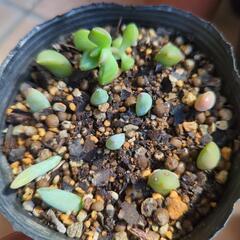 多肉植物葉挿し５ポットの画像