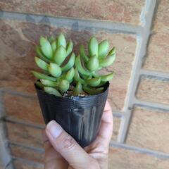 多肉植物　☆オウレイ〜月の王子の画像