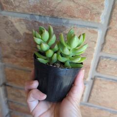 多肉植物　☆オウレイ〜月の王子の画像