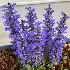 アジュガ　チョコレートチップ　③　花　苗　グランドカバー　グラウンドカバー　植物の画像