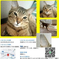 猫探してます！助けてください