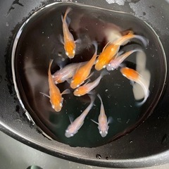 取引中、紅白ダルマ、ショートメダカ１０匹