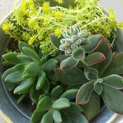 多肉植物の画像