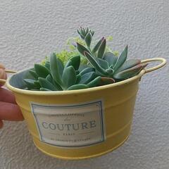 多肉植物の画像