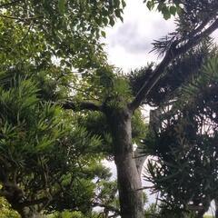 大型マキ　イヌマキ　槇　ガーデニング　樹木　植木　4mの画像