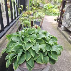 キボウシ鉢植えの画像