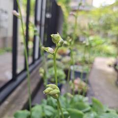 キボウシ鉢植えの画像