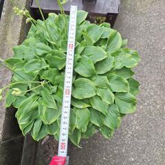 キボウシ鉢植え