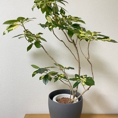 観葉植物