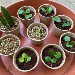 観葉植物 子株1鉢200円
