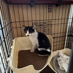 至急  約3ヶ月の子猫ちゃん  - 猫