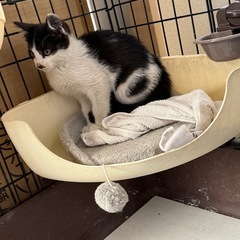 至急  約3ヶ月の子猫ちゃん  − 岡山県