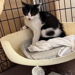 至急  約3ヶ月の子猫ちゃん  - 里親募集