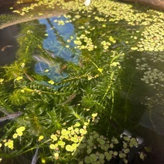 水草　アナカリス
