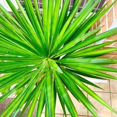 ユッカ アロイフォリア（子株付き）  約1.4mの画像