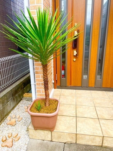 ユッカ アロイフォリア（子株付き）  約1.4m