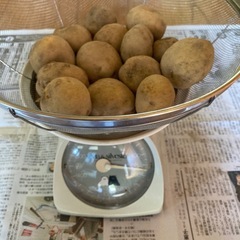採りたてジャガイモ男爵③