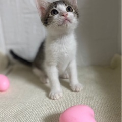 甘えん坊で抱っこが好きな女の子です🍒