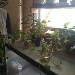 鉢植え付きポトス