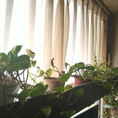鉢植え付きポトスの画像