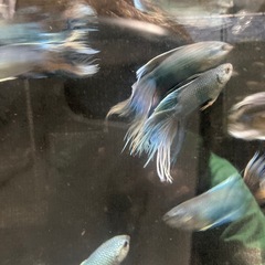 ロイヤルブルークラウンテール
