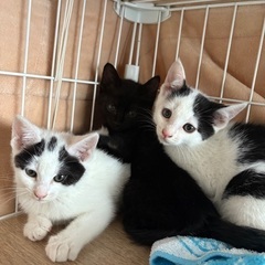 生後1ヶ月半〜2ヶ月の子猫3姉妹です