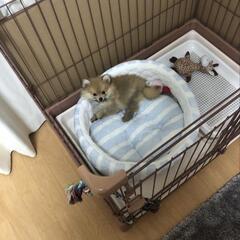 【美品】ペットゲージ