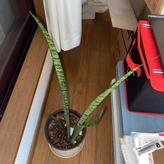 観葉植物