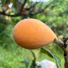 残りわずか　びわの木オーナー制　期間限定