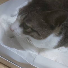 小柄なキジシロくん - 猫