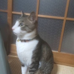 小柄なキジシロくん − 大分県