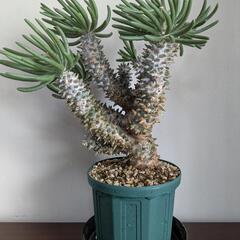 巨大　チレコドンワリチー　花芽