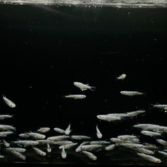 黒幹之カガミ鱗 1ペア