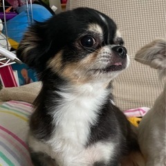 春日部市内牧で犬を探しています