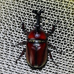 【貴重】カブトムシ レッドアイ レッドボディ 