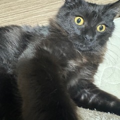 急募　里親募集　長毛黒仔猫
