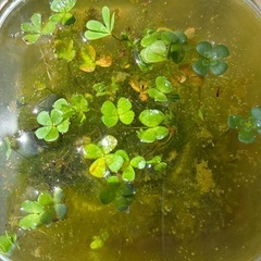 🔸水草✨6／29まで