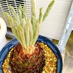 ソテツ 蘇鉄 新葉 約65cmの画像