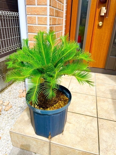 ソテツ 蘇鉄 新葉 約65cm